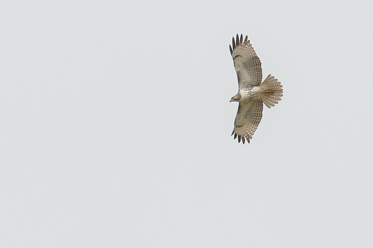 Red-tailed Hawk - ML119722951