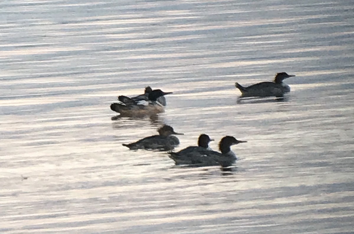 Red-breasted Merganser - ML119724351