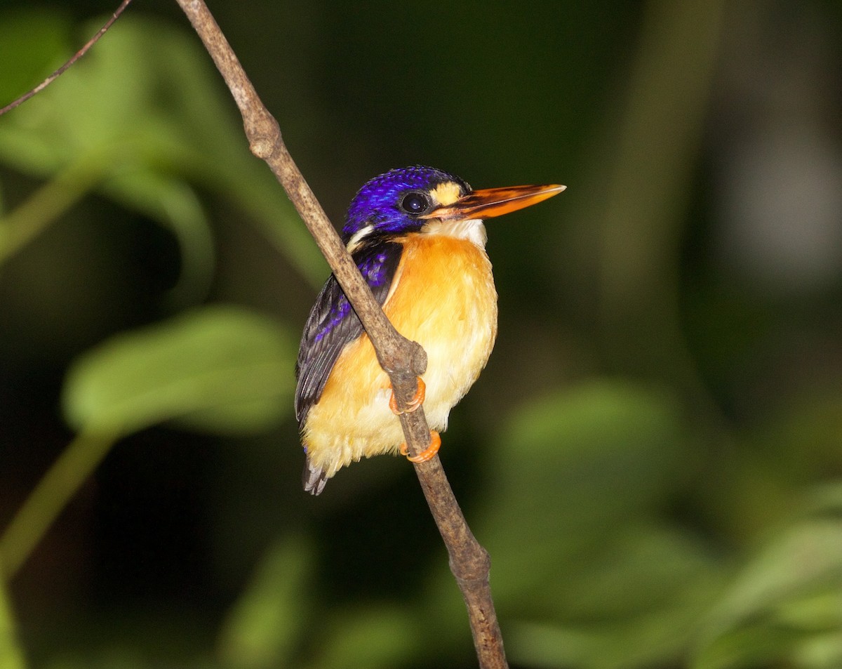 Moluccan Dwarf-Kingfisher (North Moluccan) - Scott Baker