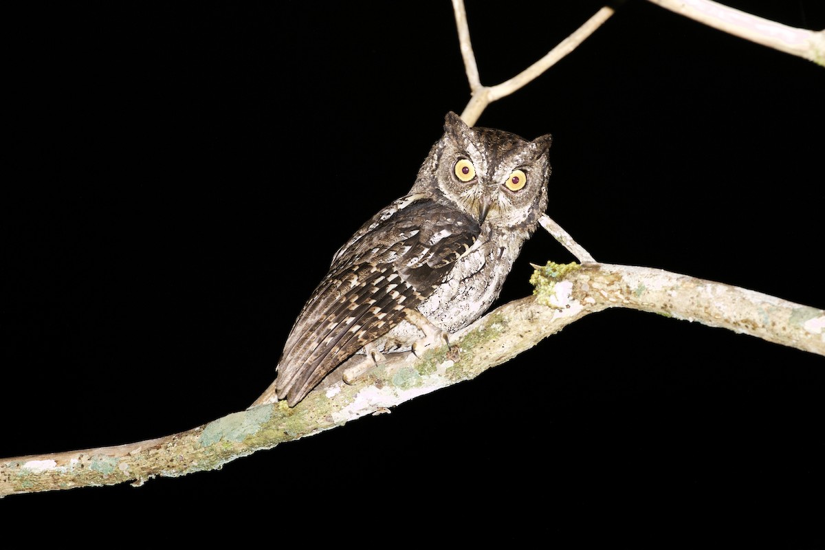 Moluccan Scops-Owl - Scott Baker