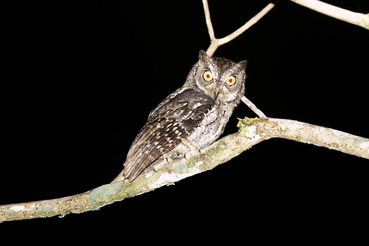 Moluccan Scops-Owl - ML119724901