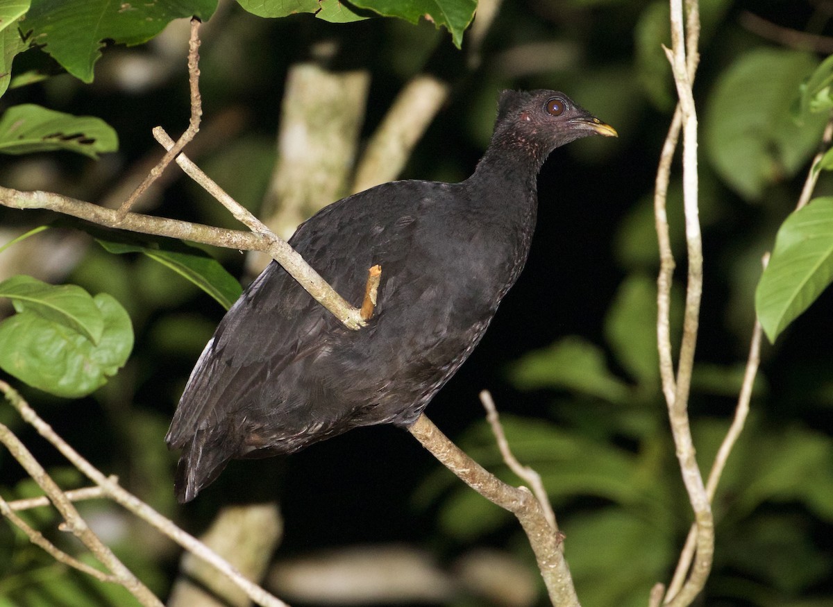 Dusky Megapode (Dusky) - ML119724971