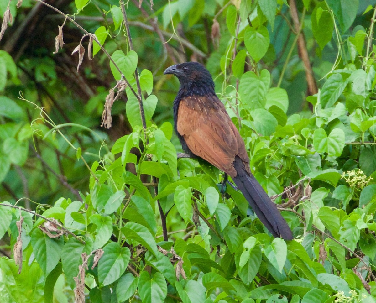 Lesser Coucal - ML119725221