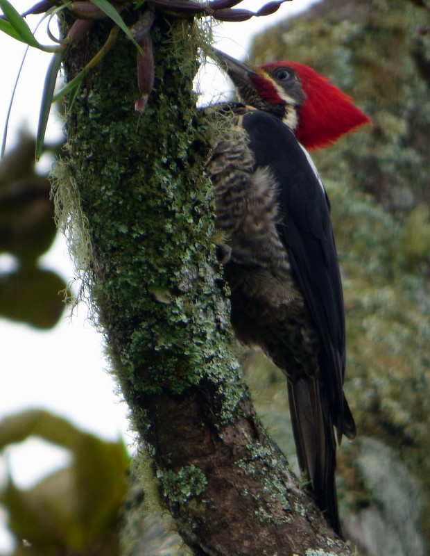 Lineated Woodpecker - ML119725491