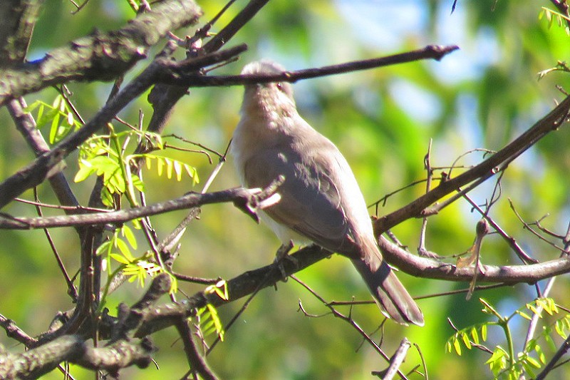 Ash-colored Cuckoo - ML119725521