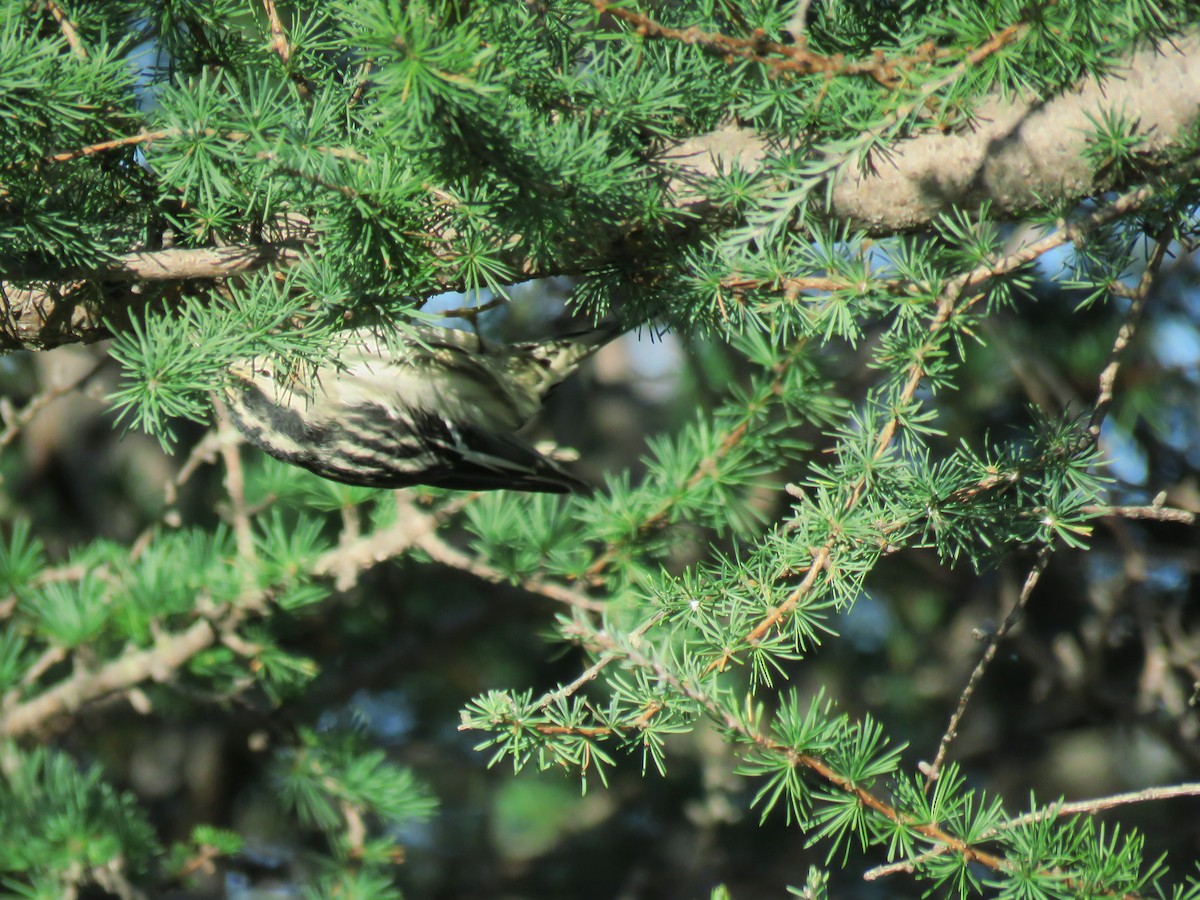 Black-and-white Warbler - ML119726671