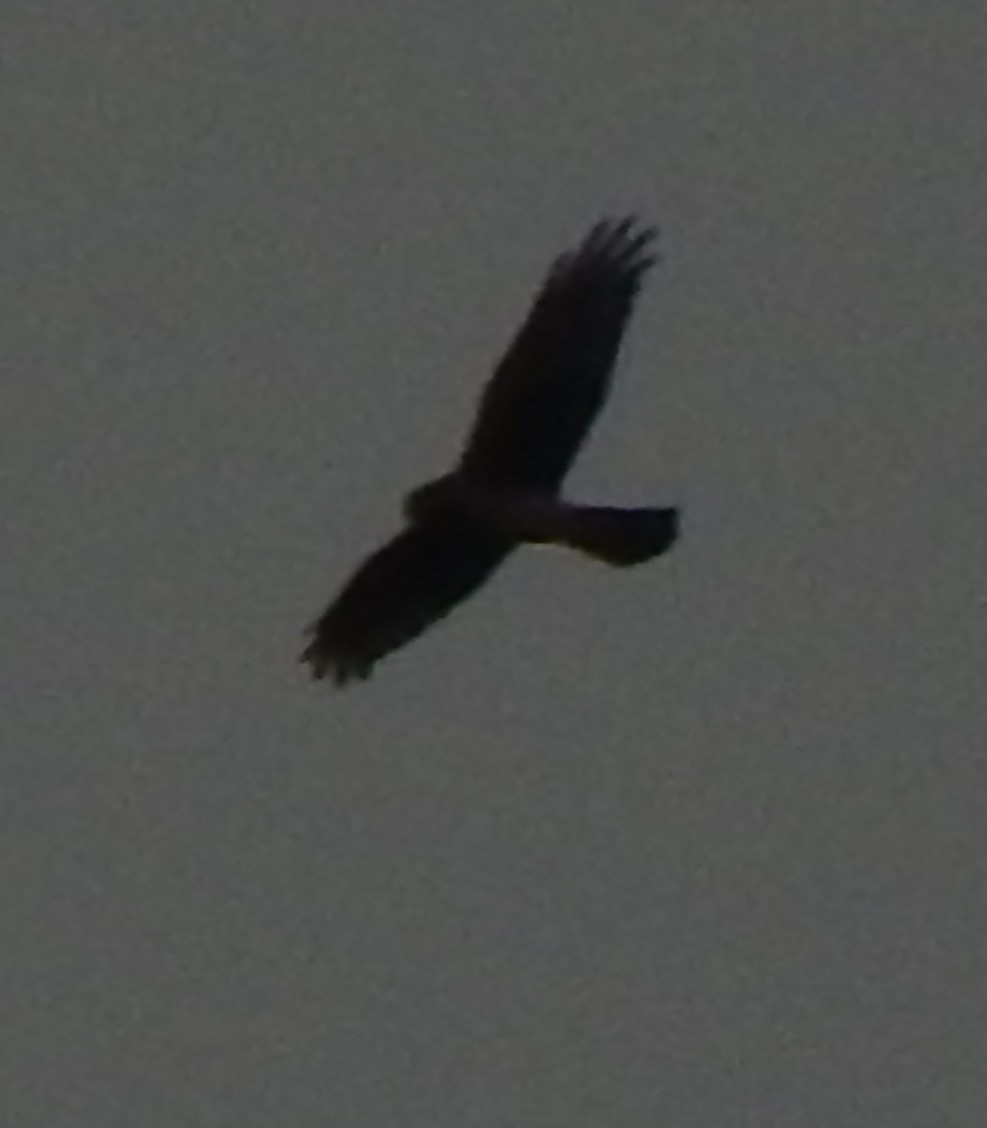 Northern Harrier - ML119726741