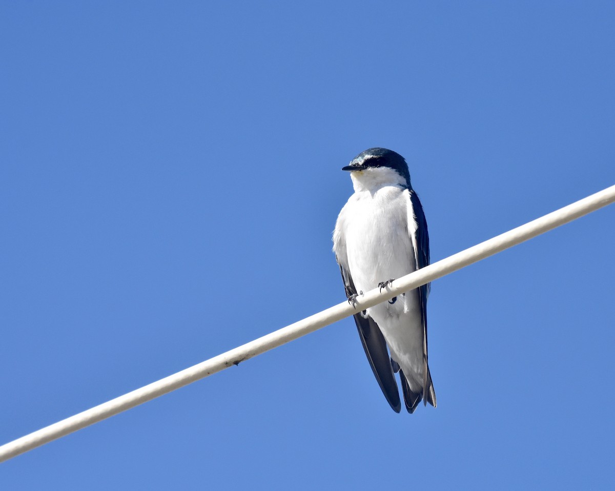 Mangrove Swallow - ML119726951