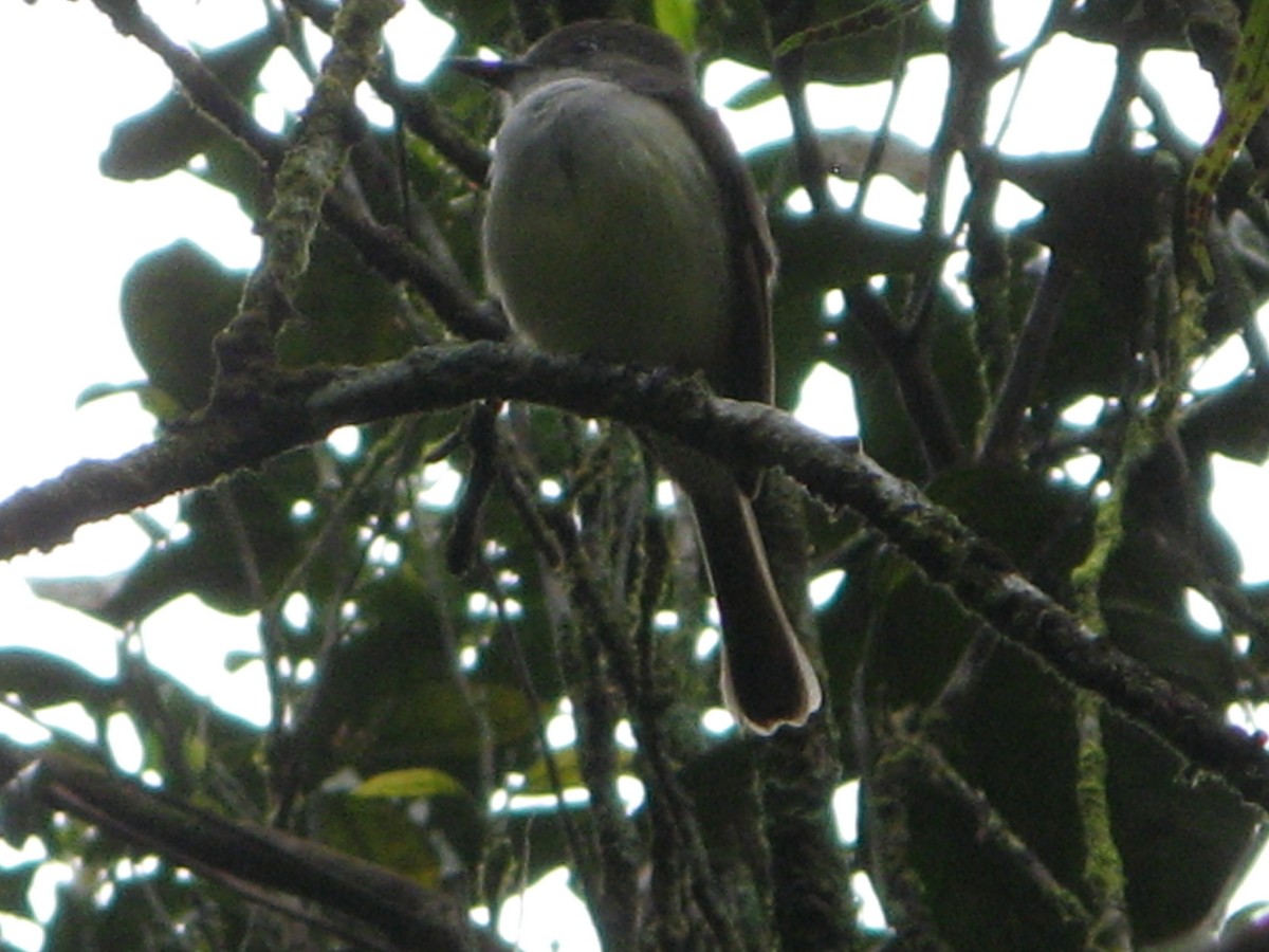 Lesser Antillean Flycatcher - ML119730201