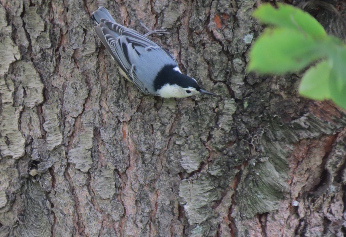 White-breasted Nuthatch - ML119730481