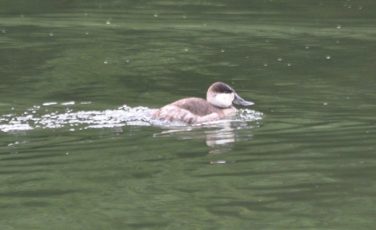 Ruddy Duck - Tim Healy