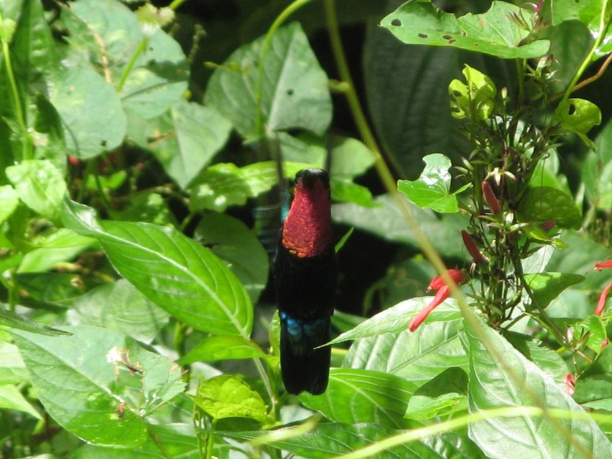 Purple-throated Carib - Hayden Bildy