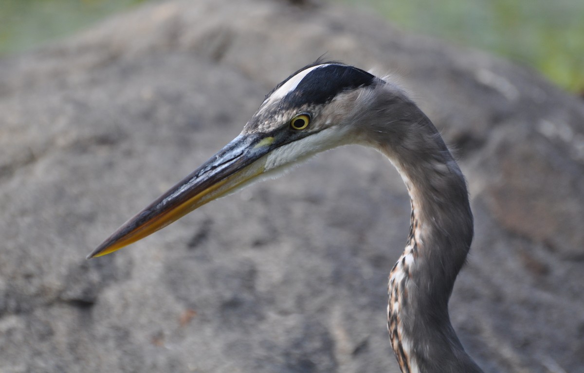 Great Blue Heron (Great Blue) - ML119734491