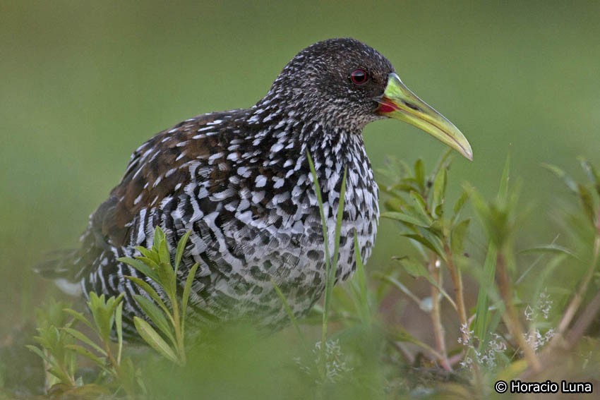 Spotted Rail - Horacio Luna