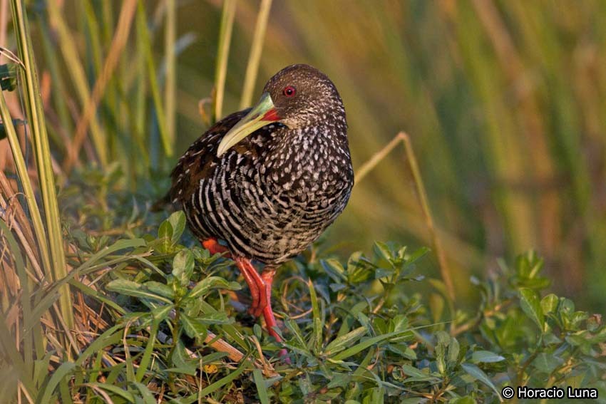 Spotted Rail - Horacio Luna