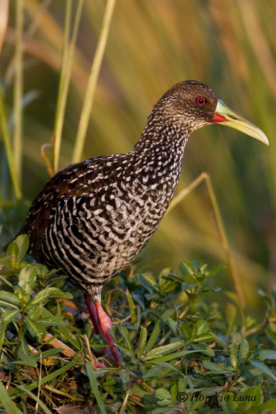 Spotted Rail - ML119735021
