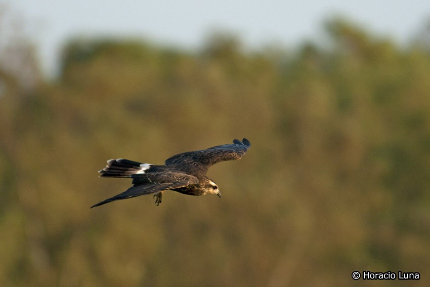 Snail Kite - ML119735111
