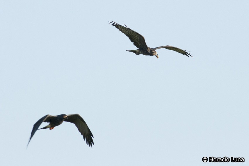 Snail Kite - Horacio Luna