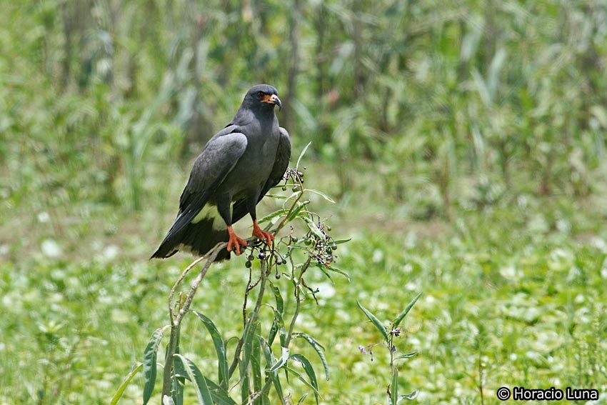 Snail Kite - ML119735131