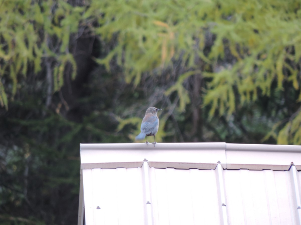 Rusty Blackbird - ML119735331