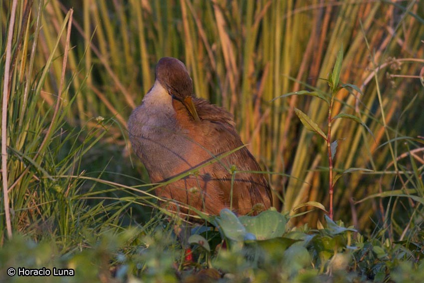 Giant Wood-Rail - ML119735391