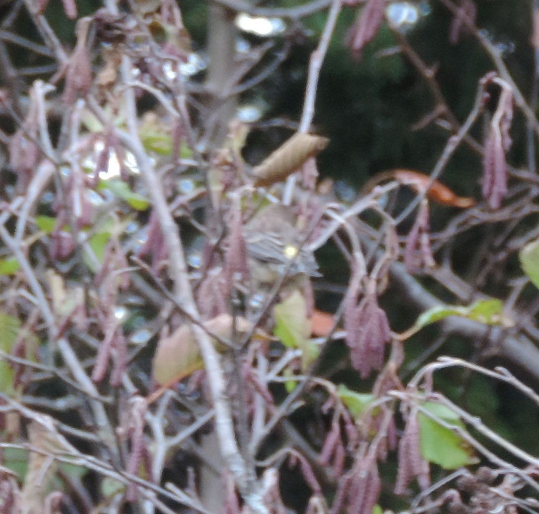 Yellow-rumped Warbler - ML119735431