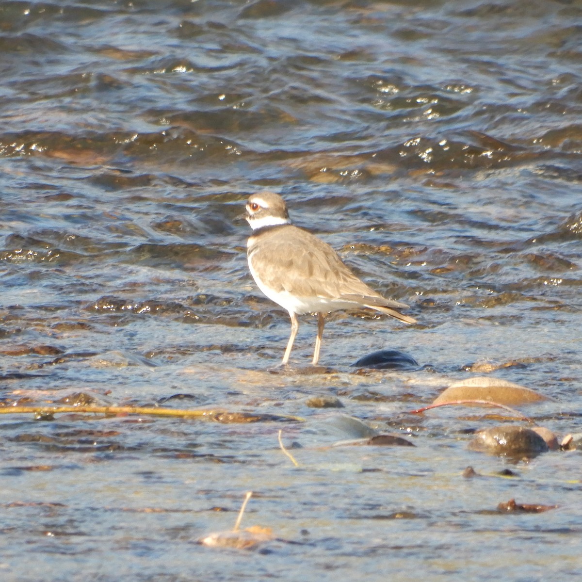 Killdeer - ML119735491