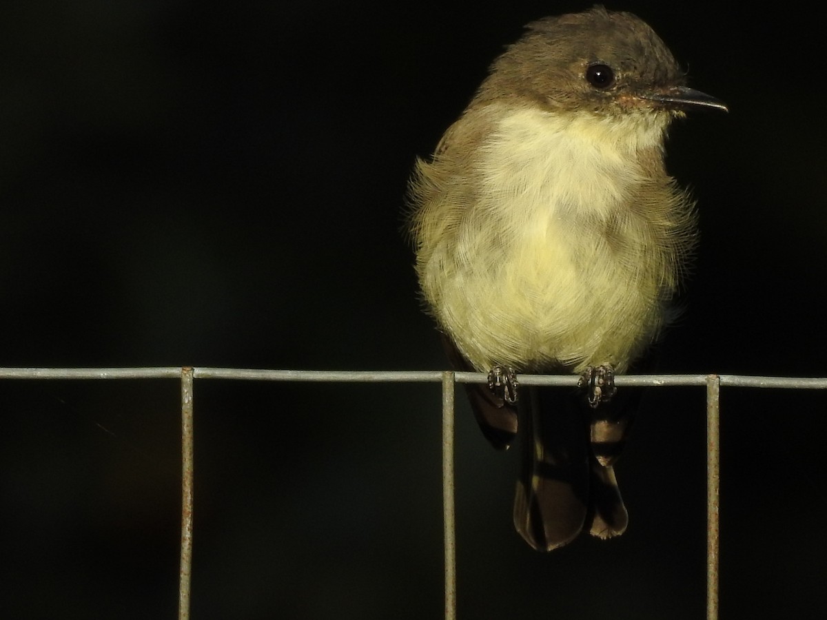 Eastern Phoebe - ML119735521