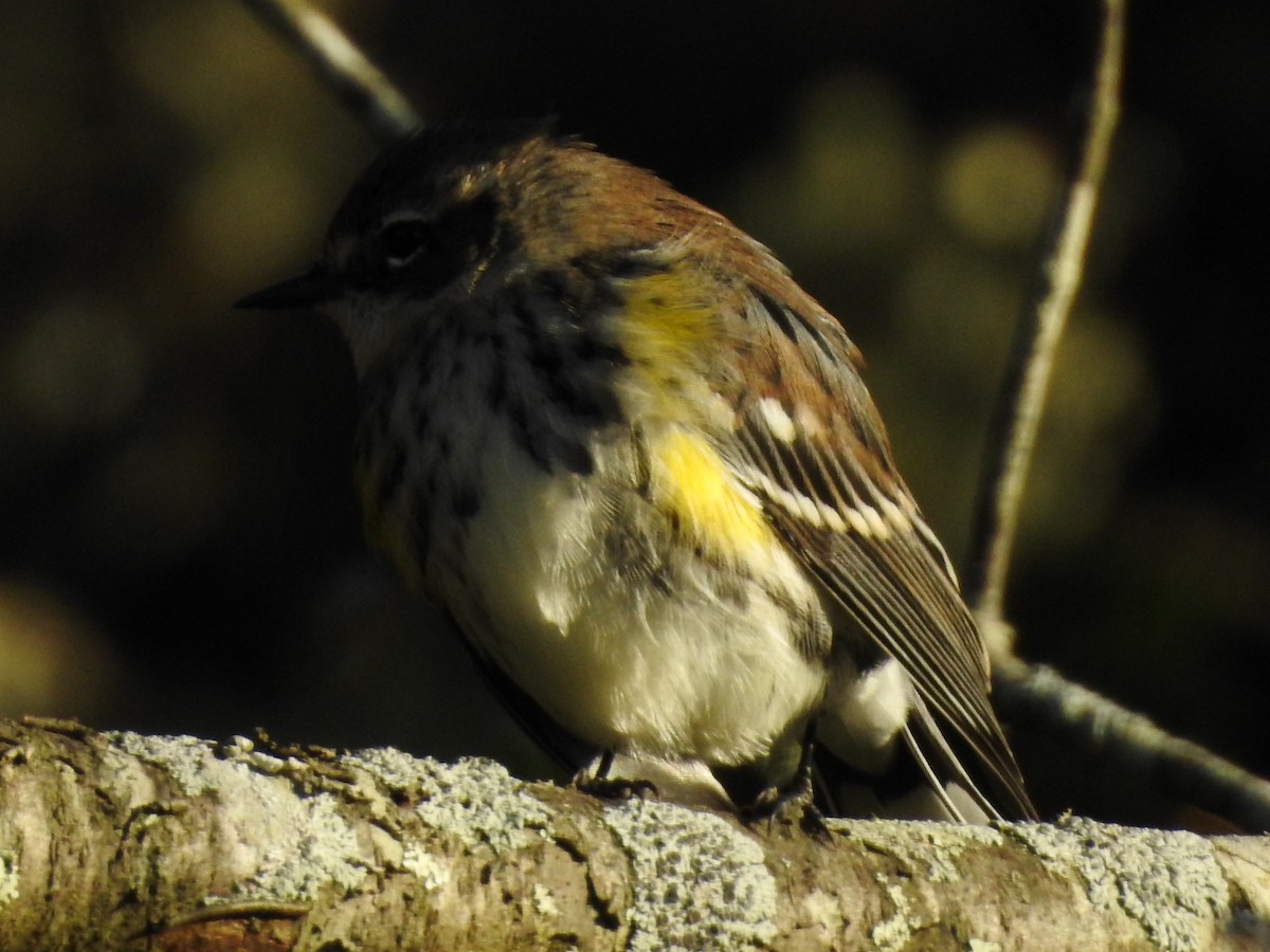 Yellow-rumped Warbler - ML119735641