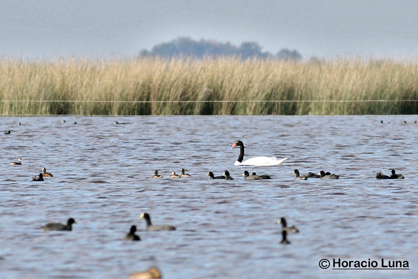 Cygne à cou noir - ML119738091