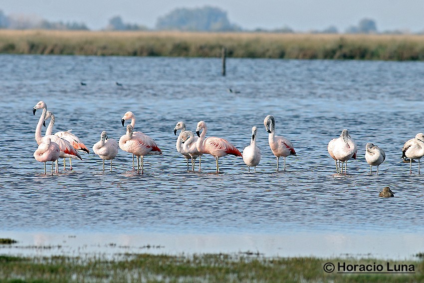 Şili Flamingosu - ML119738221