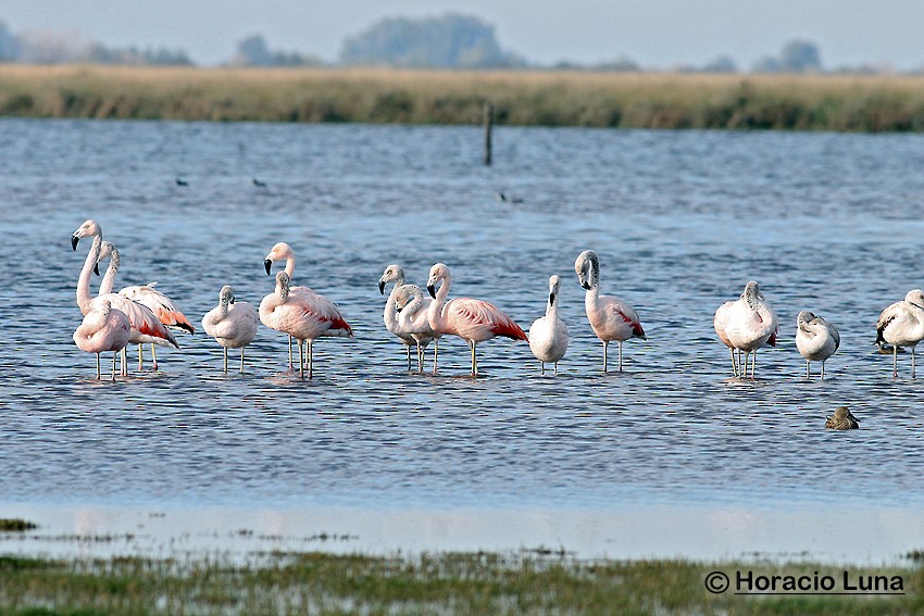 Chilean Flamingo - ML119738221