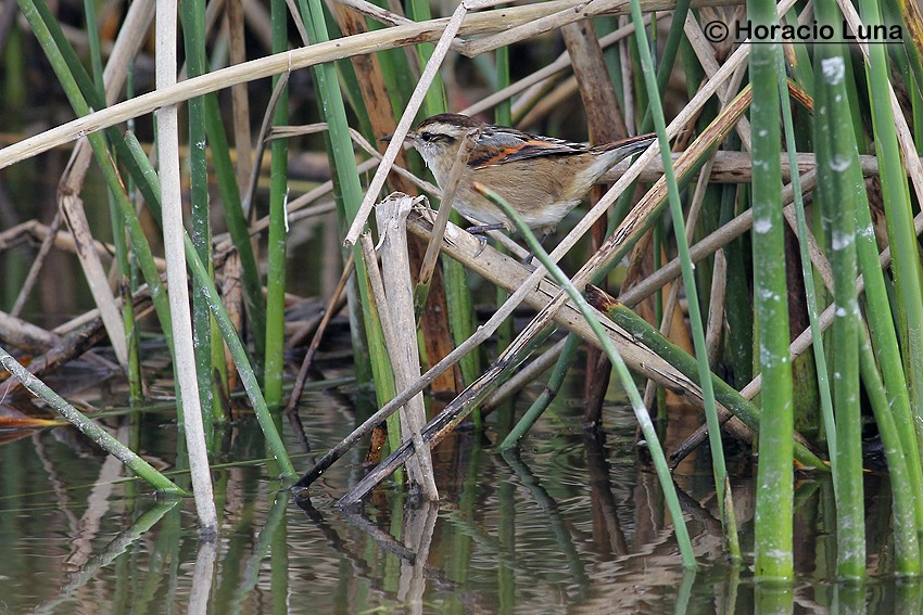 Wren-like Rushbird - Horacio Luna