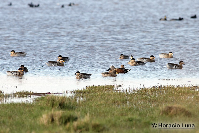 Red Shoveler - ML119738521