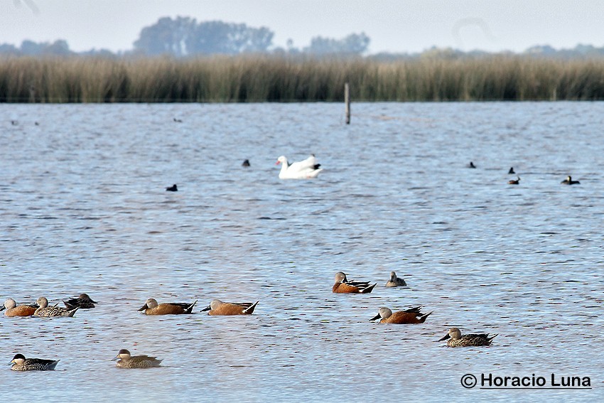 Red Shoveler - ML119738581