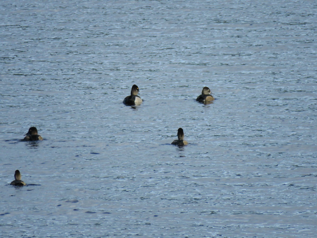 Ring-necked Duck - ML119739701