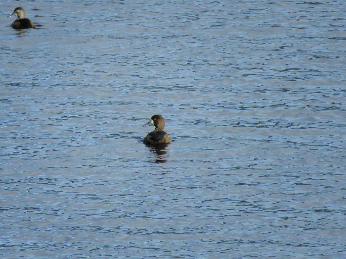 Greater Scaup - ML119739821