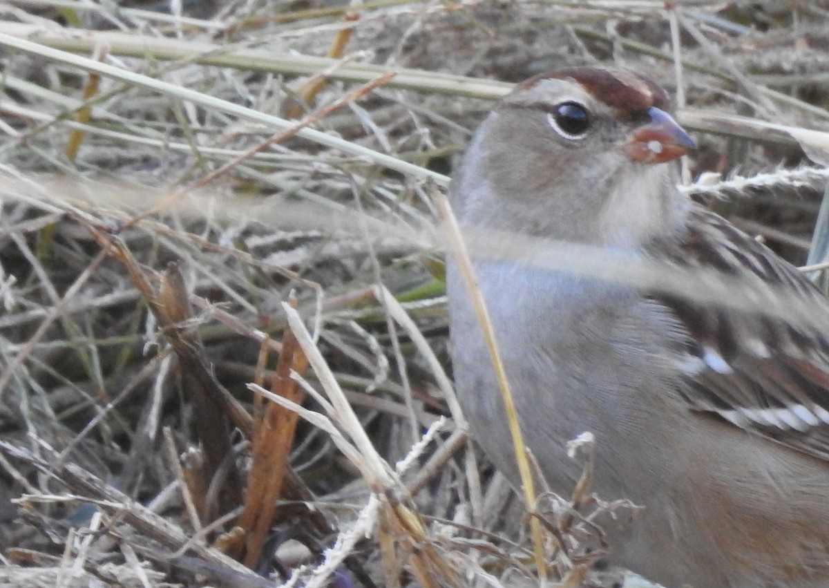 White-crowned Sparrow - ML119739911