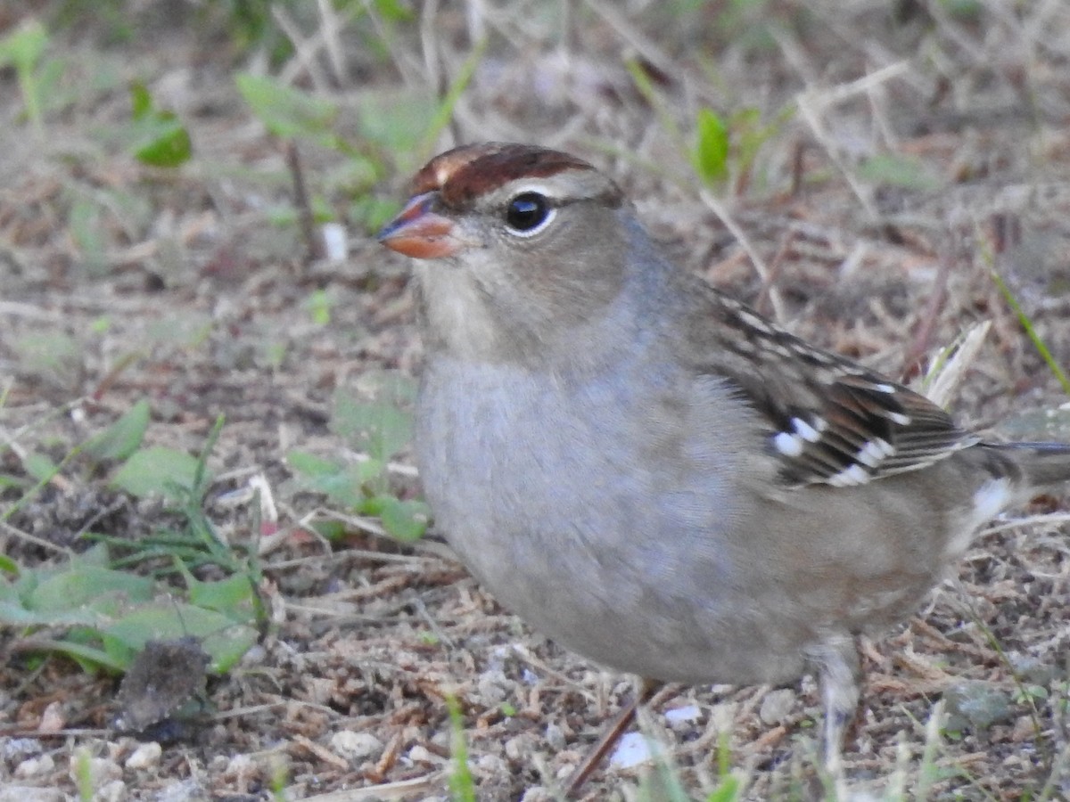 White-crowned Sparrow - ML119739921