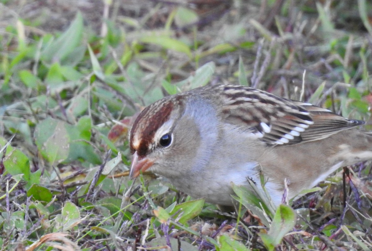 White-crowned Sparrow - ML119739931