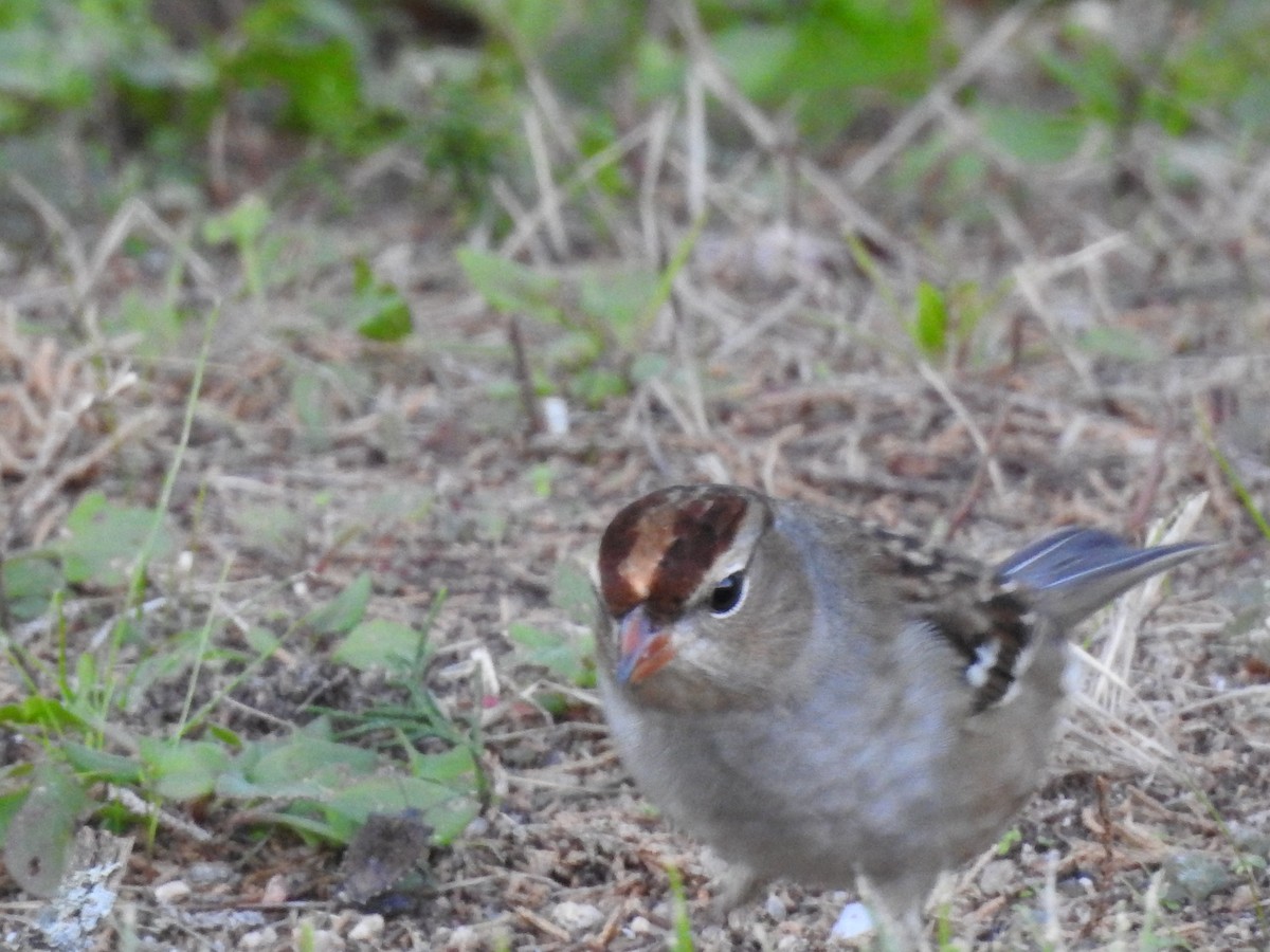 White-crowned Sparrow - ML119739961