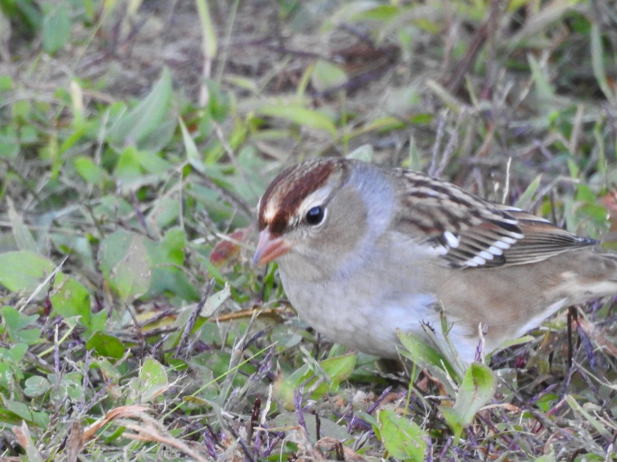 White-crowned Sparrow - ML119740011