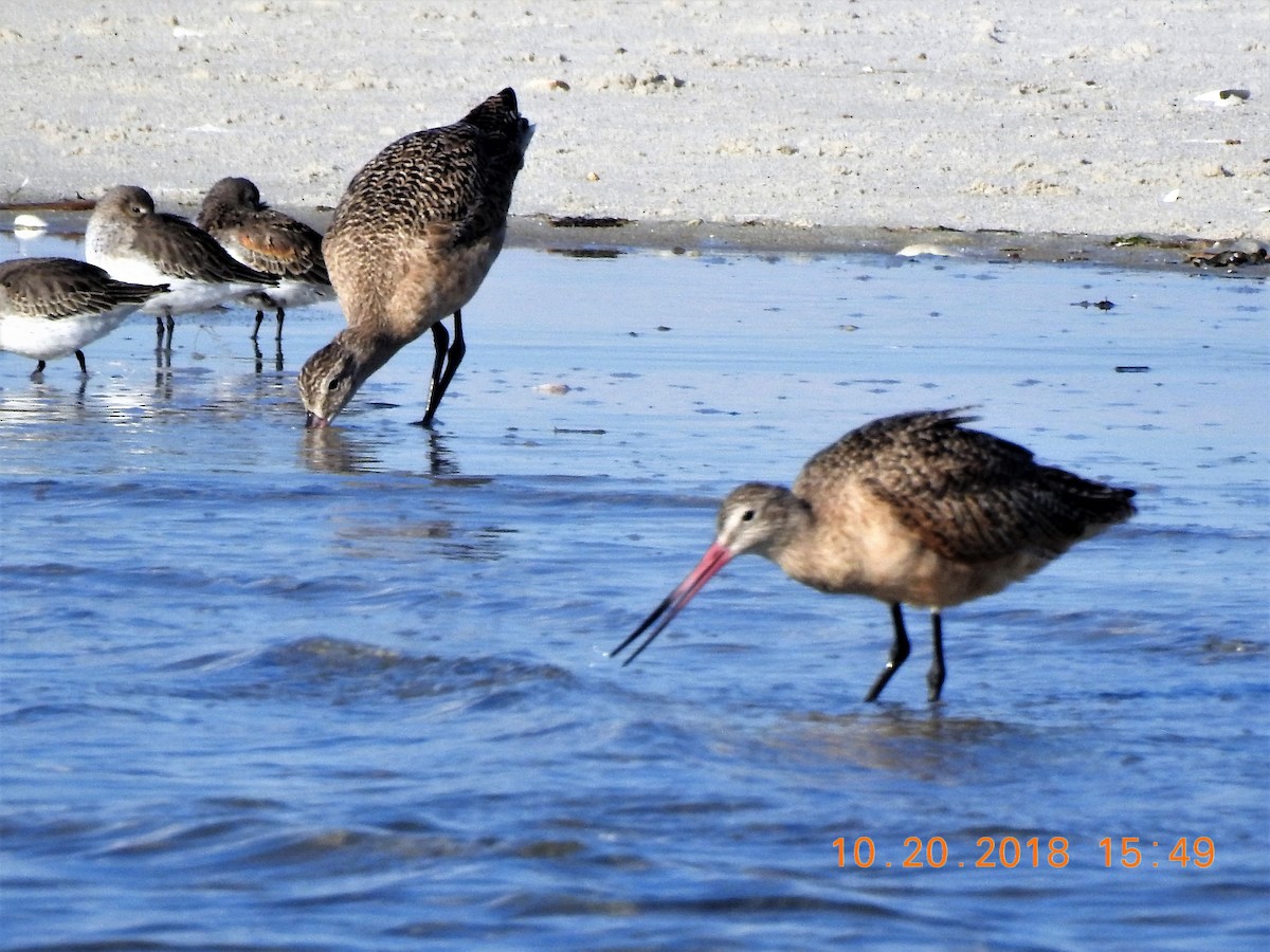 Marbled Godwit - ML119740061