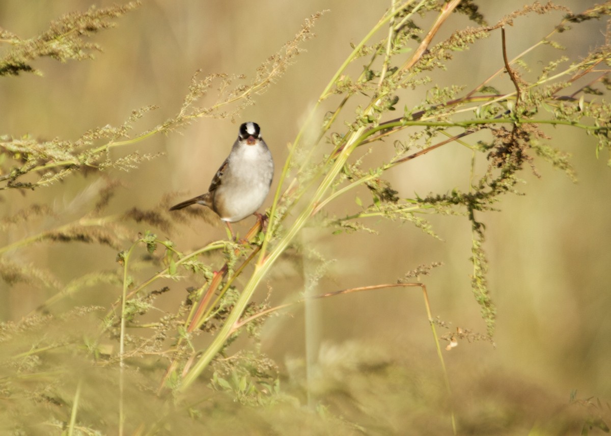 White-crowned Sparrow (Dark-lored) - ML119741861