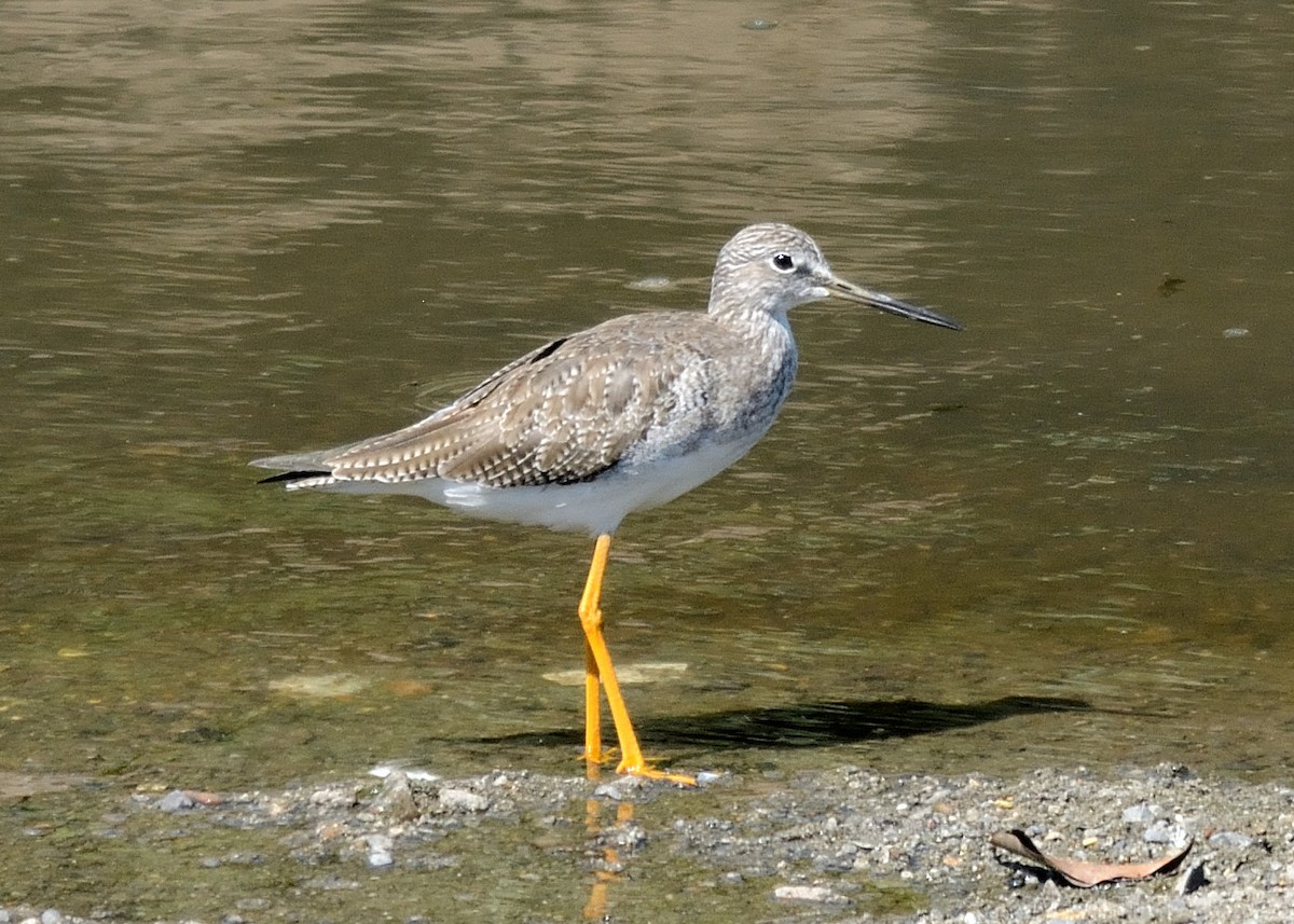 Greater Yellowlegs - ML119743661