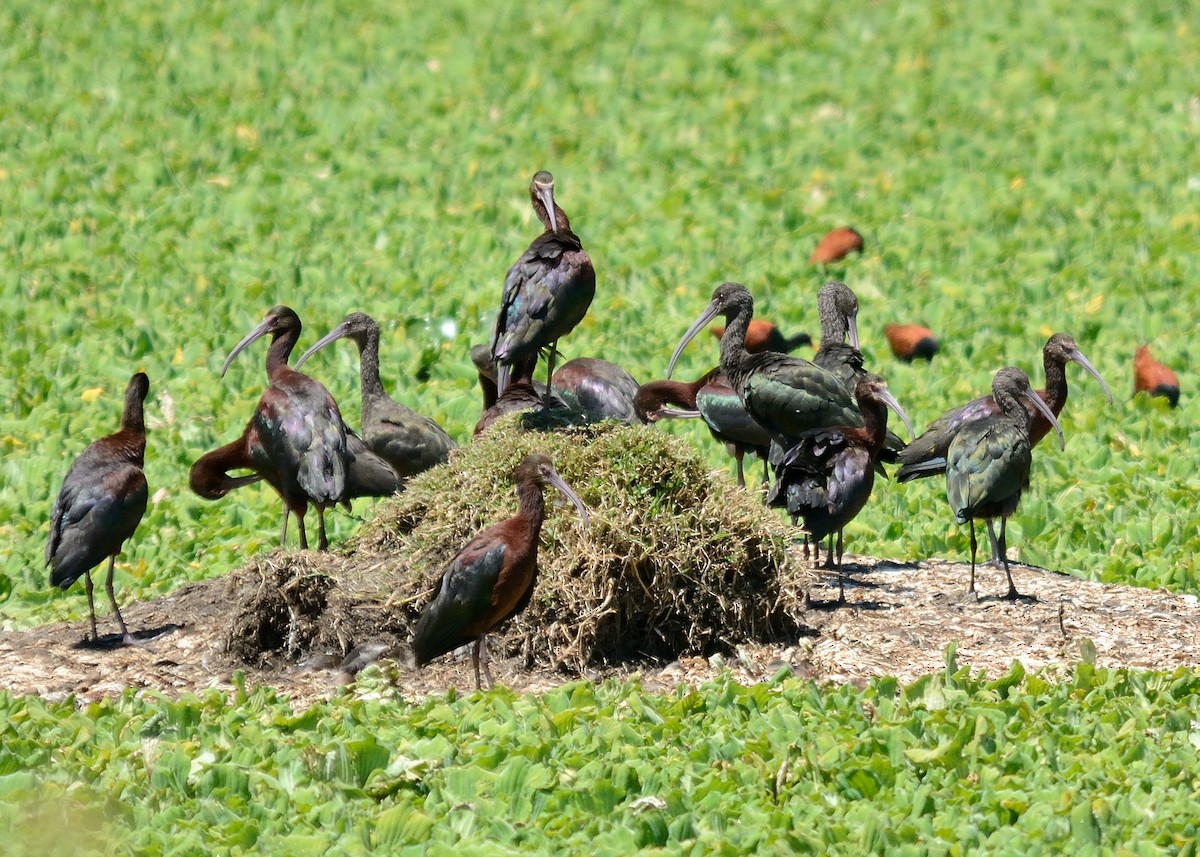 White-faced Ibis - Rodrigo Ferronato