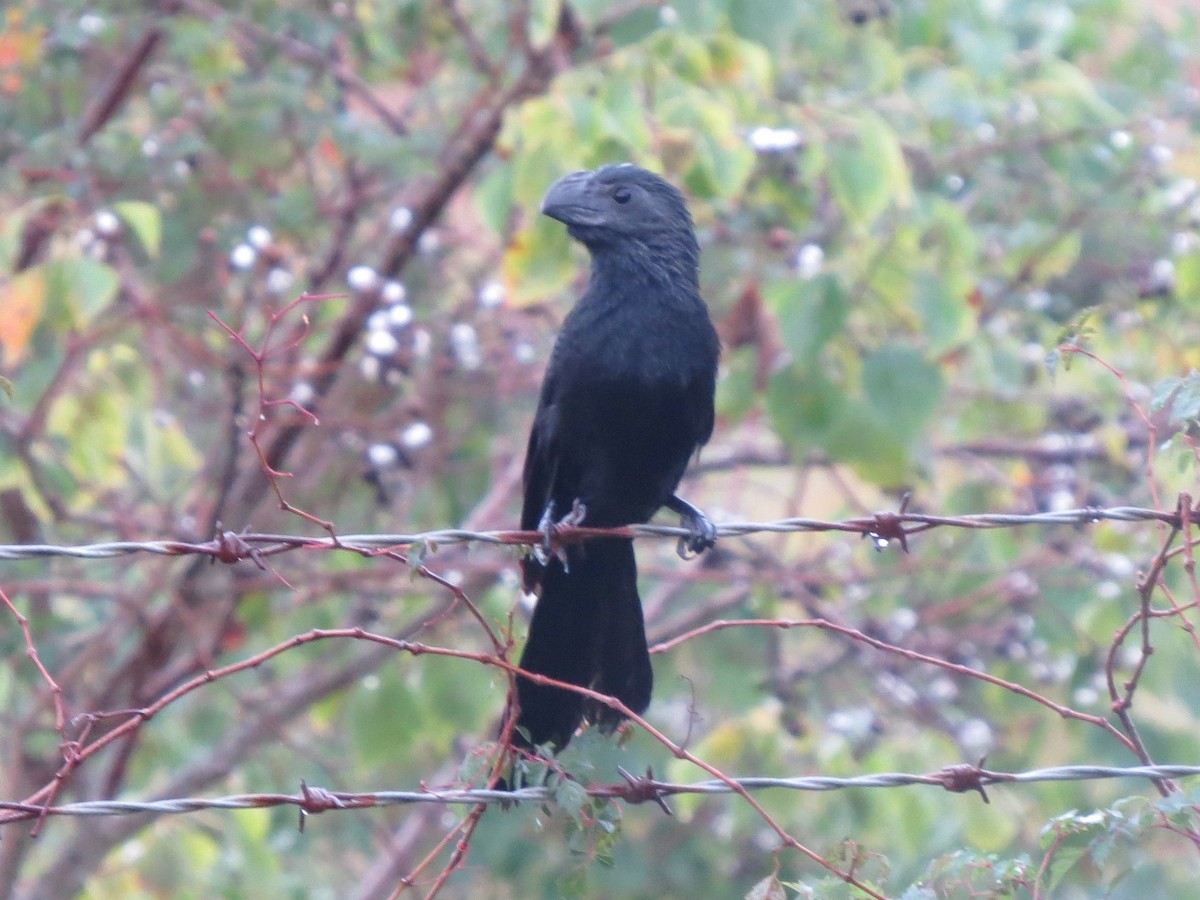 Groove-billed Ani - Brian Johnston