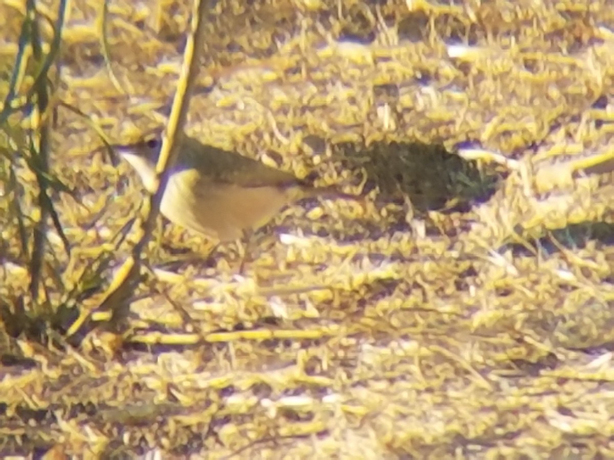 Rock Wren - ML119745561