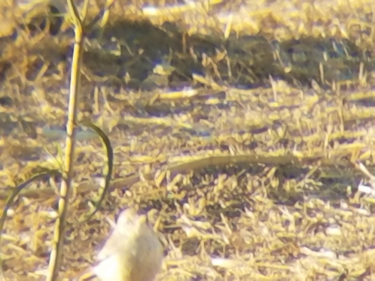 Rock Wren - ML119745571