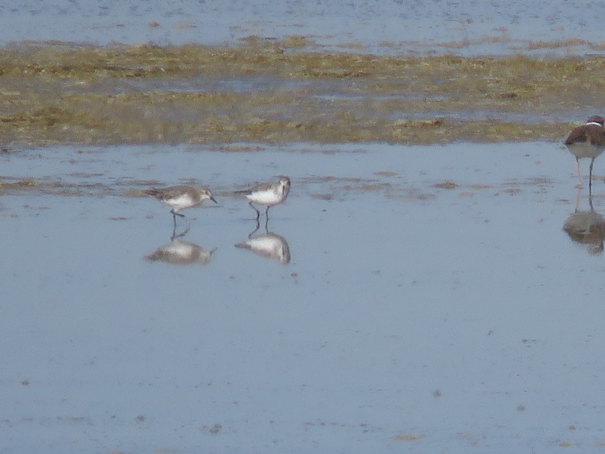 Semipalmated Sandpiper - ML119746141